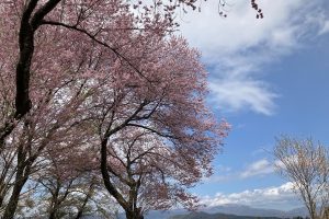 当館周辺の桜の見頃は4月中旬頃です(今年は少し早いかも⁉︎)