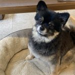 ミックス犬 の‘テトちゃん’