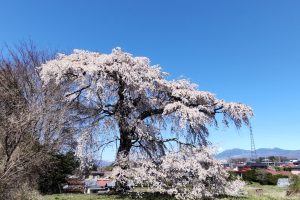 当館周辺の桜の見頃は4月中旬頃です