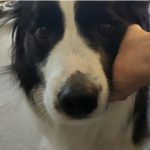 ボーダーコリーの陸君