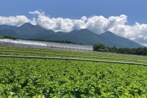 現在7月末ご宿泊分までご予約受付中です